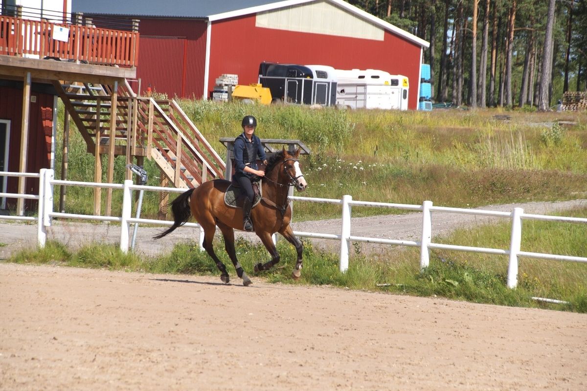 Världens snabbaste häst (4 super snabba rekord)